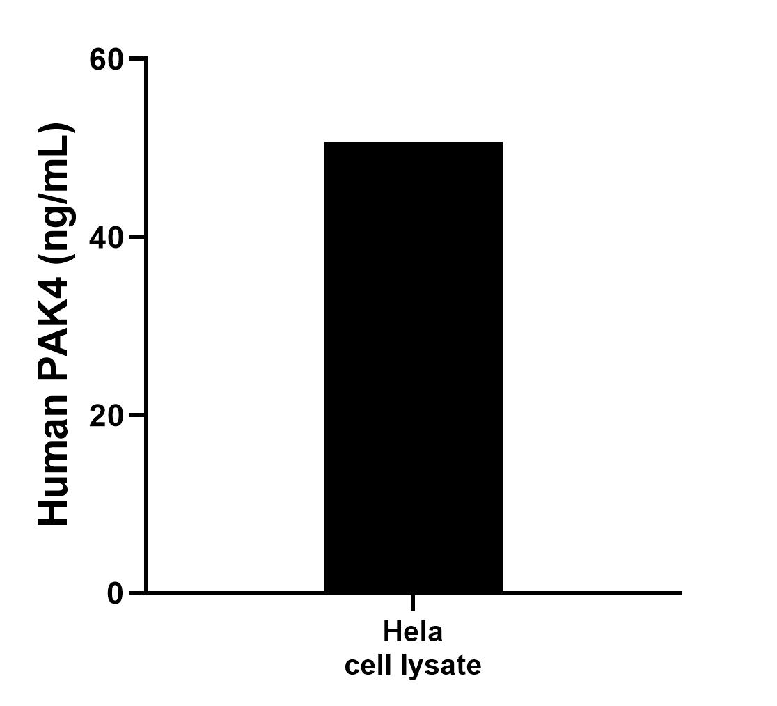 Hela cell lysate was measured. The human PAK4 concentration of detected samples was determined to be 50.68 ng/mL (based on a 1.20 mg/mL extract load).